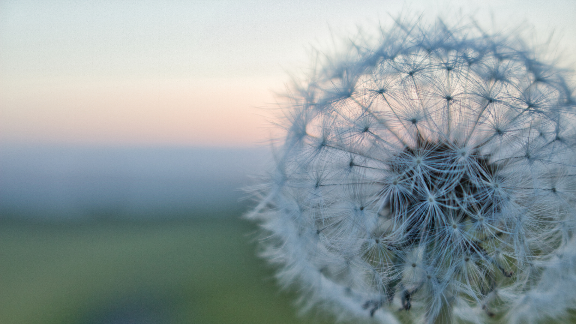 Pusteblume