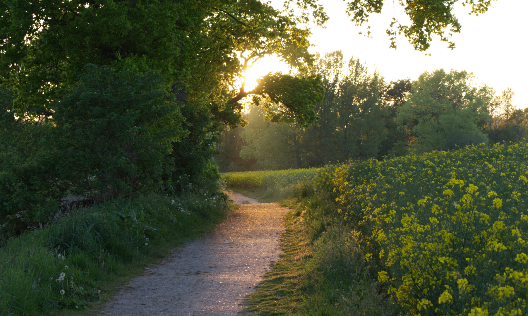 Waldweg